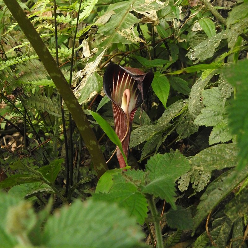 Arisaema speciosum, photographed by Paulmathi Vinod