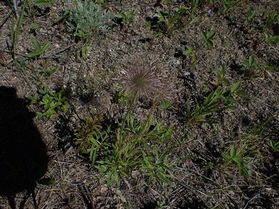 Pulsatilla nuttalliana