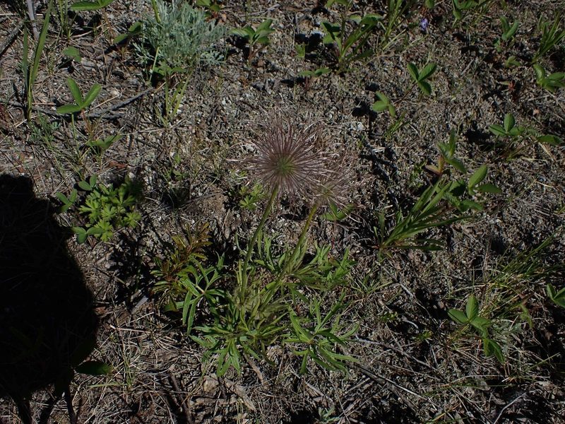 Pulsatilla nuttalliana, photographed by Mary Krieger