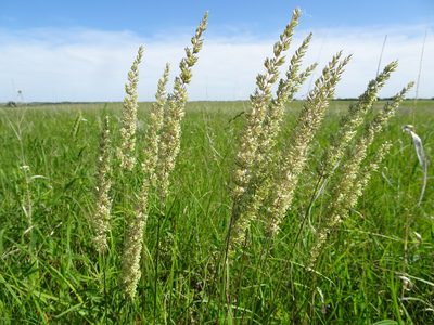 Koeleria macrantha, photographed by Thomas Koffel