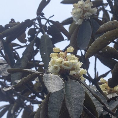 Rhododendron falconeri, photographed by Paulmathi Vinod