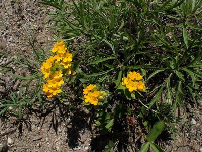 Lithospermum canescens, photographed by Mary Krieger