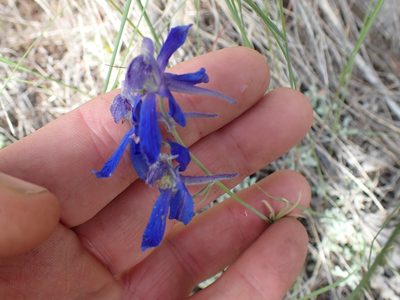 Delphinium nuttallianum, photographed by Shane Johnson