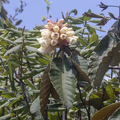 Rhododendron falconeri, photographed by Paulmathi Vinod