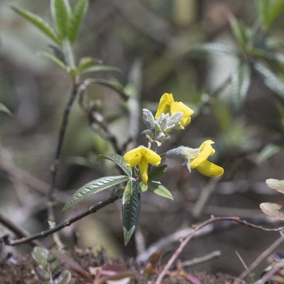 Piptanthus nepalensis, photographed by Paulmathi Vinod