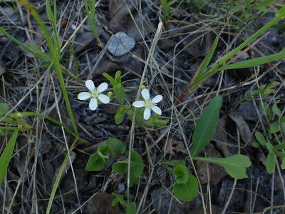 Moehringia lateriflora, photographed by Mary Krieger