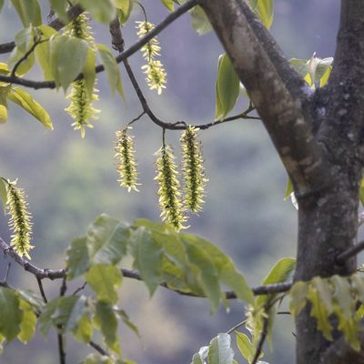 Engelhardia spicata, photographed by Paulmathi Vinod