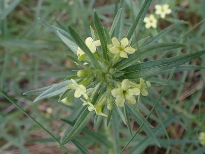 Lithospermum ruderale, photographed by Shane Johnson