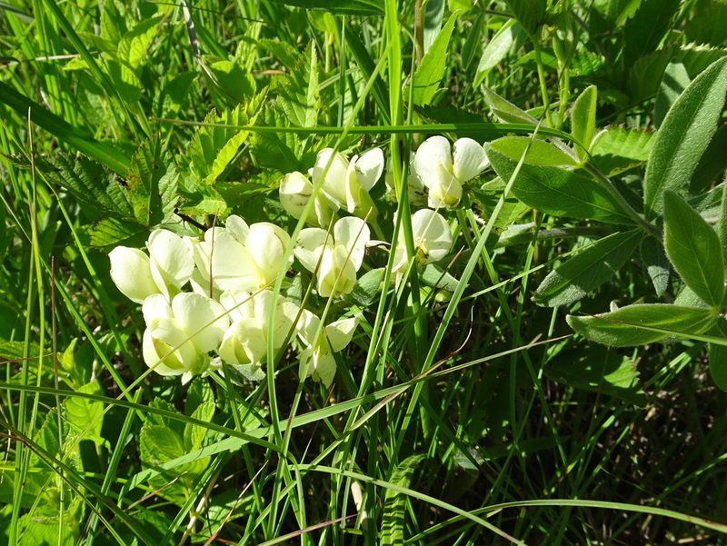 Baptisia leucophaea, photographed by Thomas Koffel