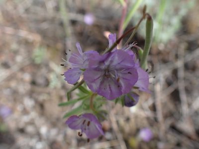 Phacelia linearis, photographed by Shane Johnson