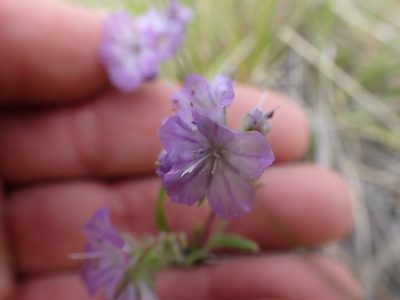 Phacelia linearis, photographed by Shane Johnson