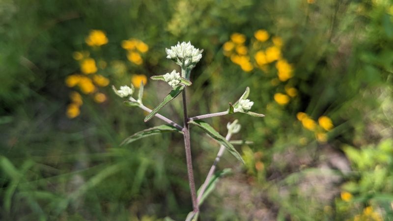 Eupatorium leucolepis, photographed by Joseph Aubert
