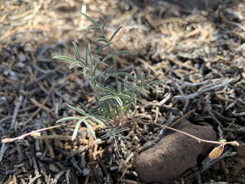 Astragalus brandegeei, photographed by mark-groeneveld