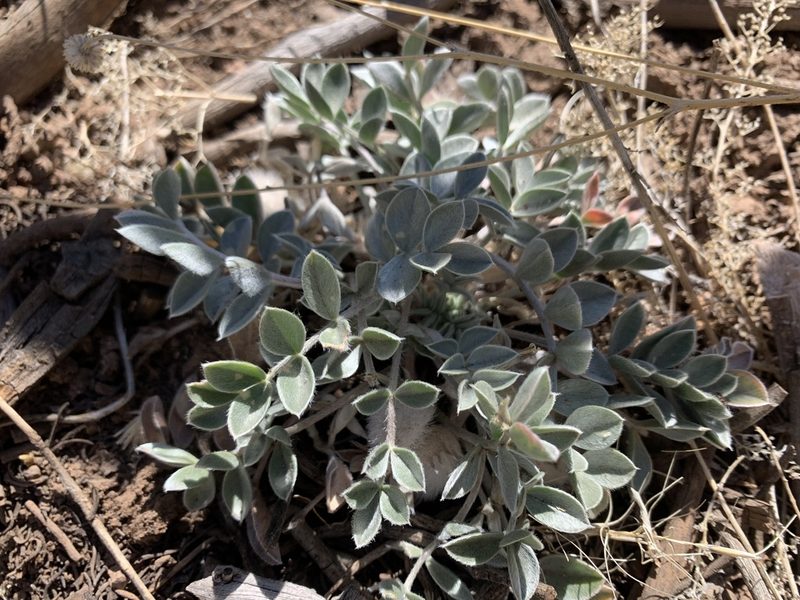 Astragalus newberryi, photographed by mark-groeneveld