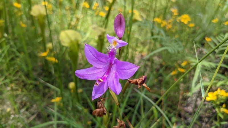 Calopogon tuberosus, photographed by Joseph Aubert