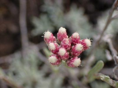 Antennaria rosea, photographed by Shane Johnson