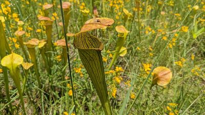 Sarracenia alata