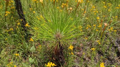 Pinus palustris, photographed by Joseph Aubert