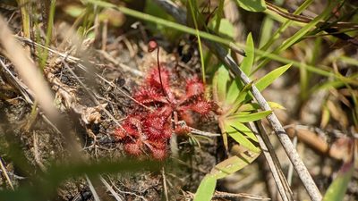 Drosera capillaris, photographed by Joseph Aubert