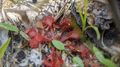 Drosera capillaris