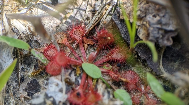 Drosera capillaris, photographed by Joseph Aubert
