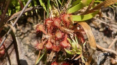 Drosera capillaris, photographed by Joseph Aubert