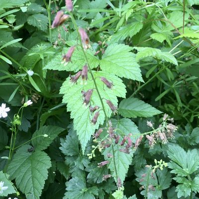 Tolmiea menziesii, photographed by Giselle Blythe