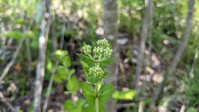 Eupatorium rotundifolium, photographed by Joseph Aubert