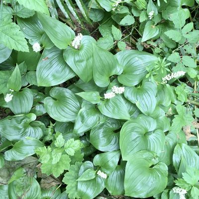 Maianthemum dilatatum, photographed by Giselle Blythe