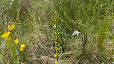 Aletris aurea, photographed by Joseph Aubert