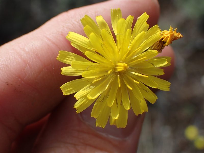 Crepis tectorum, photographed by Shane Johnson