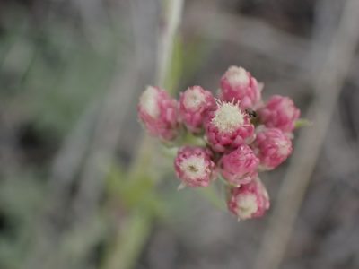 Antennaria rosea, photographed by Shane Johnson