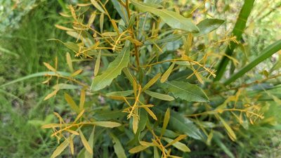 Myrica cerifera, photographed by Joseph Aubert
