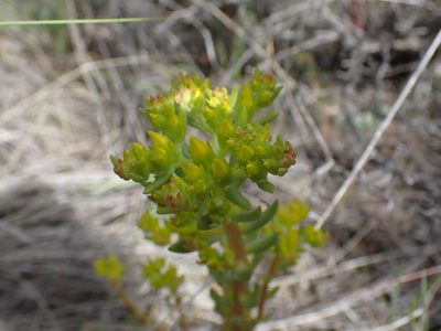Sedum lanceolatum, photographed by Shane Johnson