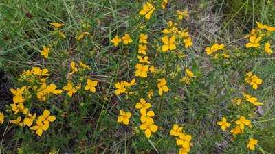 Rhexia lutea, photographed by Joseph Aubert