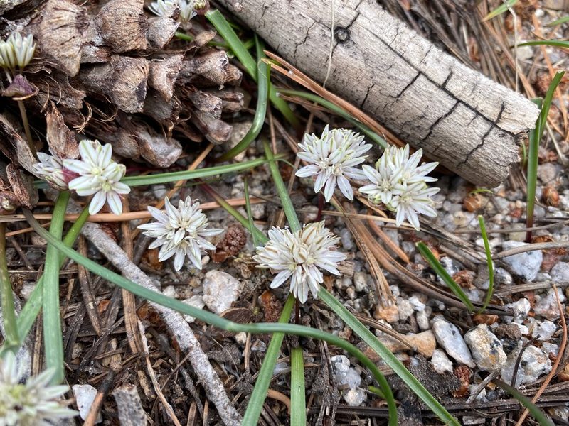 Allium obtusum, photographed by Peter Garber