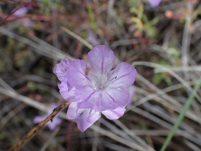 Phacelia linearis, photographed by Shane Johnson