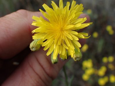 Crepis tectorum, photographed by Shane Johnson