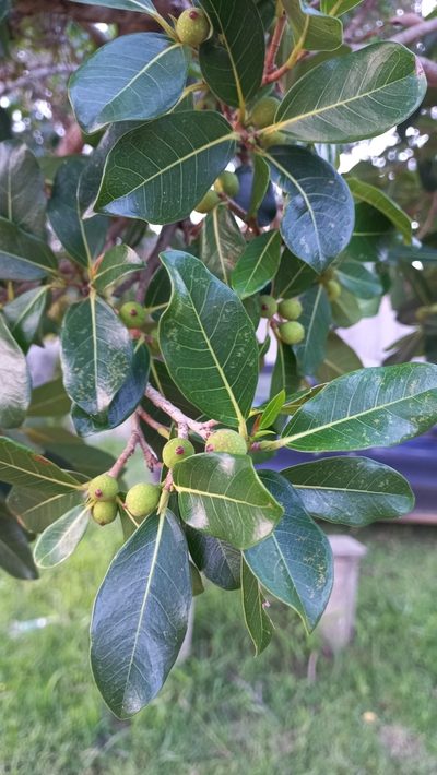 Ficus cestrifolia, photographed by JG