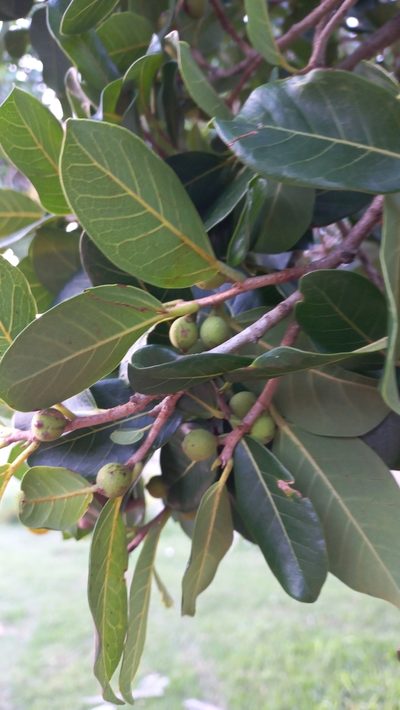 Ficus cestrifolia, photographed by JG