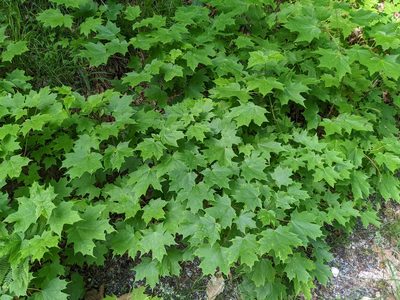 Acer saccharum, photographed by Nick Kleinschmidt