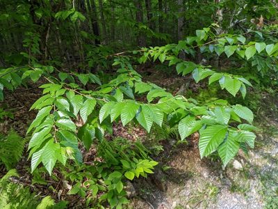 Fagus grandifolia, photographed by Nick Kleinschmidt