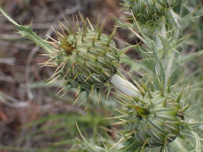 Cirsium undulatum, photographed by Shane Johnson