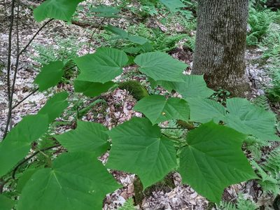 Acer pensylvanicum, photographed by Nick Kleinschmidt