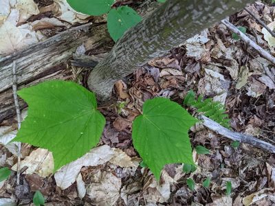 Acer pensylvanicum, photographed by Nick Kleinschmidt
