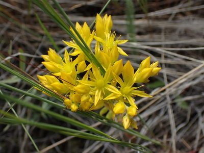 Sedum lanceolatum, photographed by Shane Johnson