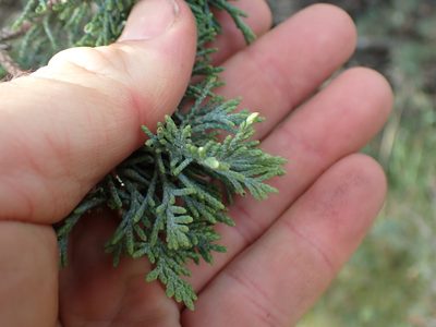 Juniperus scopulorum, photographed by Shane Johnson