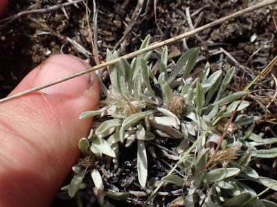 Antennaria dimorpha, photographed by Shane Johnson