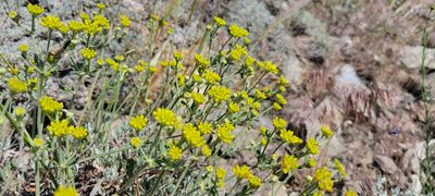 Eriogonum umbellatum, photographed by Amthinkia