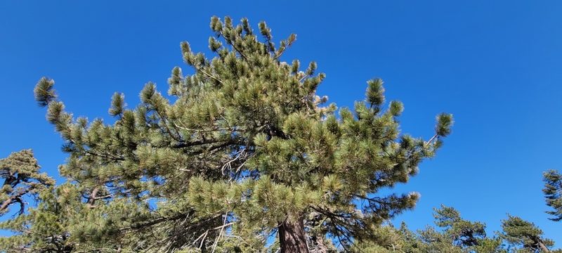 Pinus jeffreyi, photographed by Amthinkia
